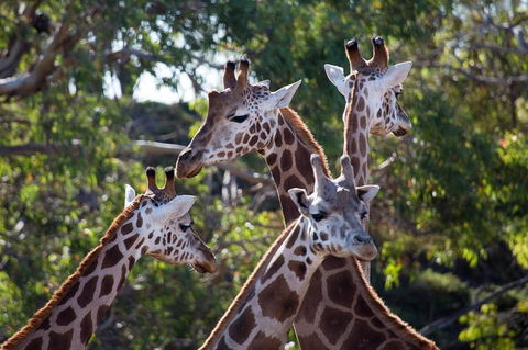 Werribee Open Range Zoo General Admission Ticket - Accommodation QLD 0