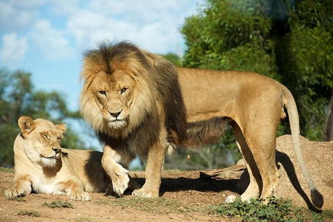 Werribee Open Range Zoo General Admission Ticket - Accommodation QLD 1