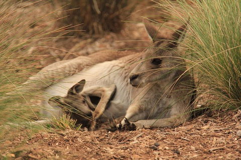 Werribee Open Range Zoo General Admission Ticket - Accommodation QLD 3