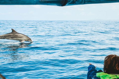 Cruise With Dolphins In Byron Bay - Accommodation QLD 0