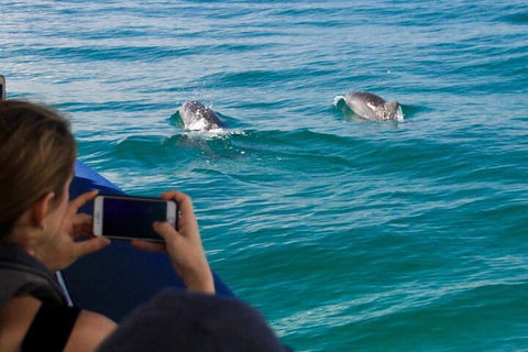 Cruise With Dolphins In Byron Bay - Accommodation QLD 1