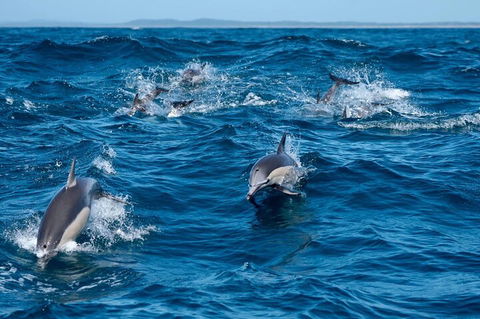 Cruise With Dolphins In Byron Bay - Accommodation QLD 2