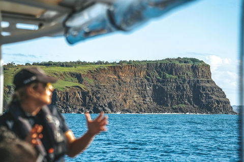 Cruise With Dolphins In Byron Bay - Accommodation QLD 4