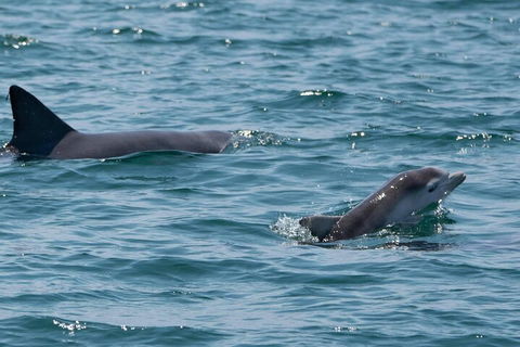Cruise With Dolphins In Byron Bay - Accommodation QLD 5