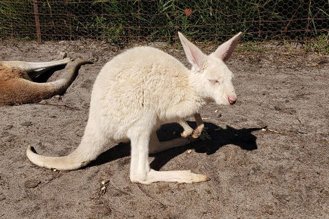 Very Best Of Perth Tour - Wildlife Park & City Highlights Tour - Accommodation QLD 3