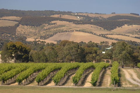 McLaren Vale And Glenelg Wine Tasting And Sightseeing (Half-day Afternoon) - Accommodation QLD 2