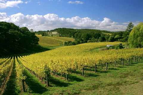 McLaren Vale And Glenelg Wine Tasting And Sightseeing (Half-day Afternoon) - Accommodation QLD 4