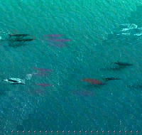 40-45 Minute Port Stephens and Stockton Beach Helicopter Flight - For 2 - Accommodation QLD