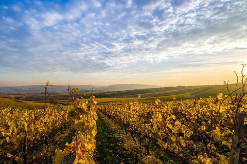 Wine Tours Sydney - Southern Highlands Day Escape, Full Day Wine Tasting Tour - Accommodation QLD 1