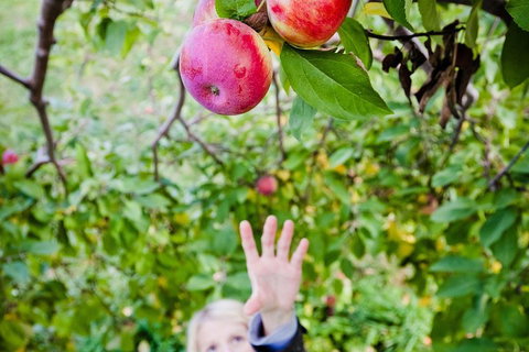 Perth Hills - Wildlife, Art & Gastronomy - Accommodation QLD 1