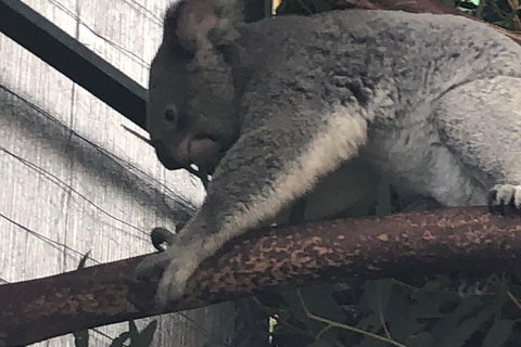 Perth Hills - Wildlife, Art & Gastronomy - Accommodation QLD 3