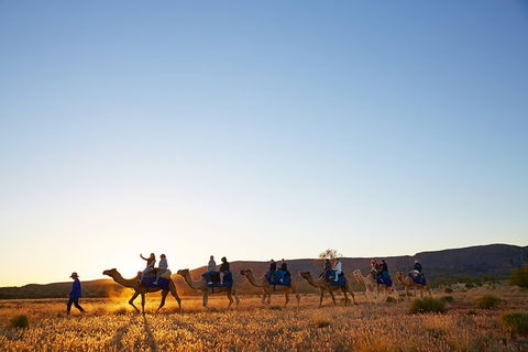 Alice Springs Camel Tour - Accommodation QLD 1