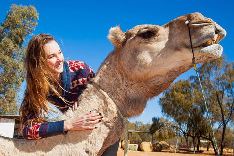 Alice Springs Camel Tour - Accommodation QLD 2