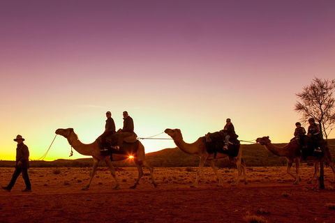 Alice Springs Camel Tour - Accommodation QLD 4