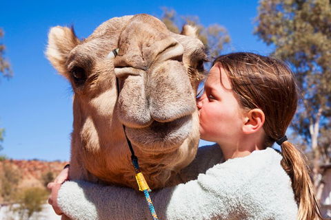 Alice Springs Camel Tour - Accommodation QLD 5