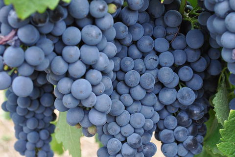 Adelaide Hills Day Tour. Winery Cellar Doors - Accommodation QLD 3