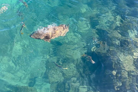 Aquascene Magnetic Island Discovery Tour - Accommodation QLD 1