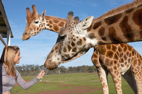 Melbourne City Card (2 Days): Visit Unlimited Attractions! - Accommodation QLD 1