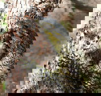 Byron Bay Combo Minyon Falls and Hinterland Day Trip and Learn to Surf at Byron Bay - Accommodation QLD