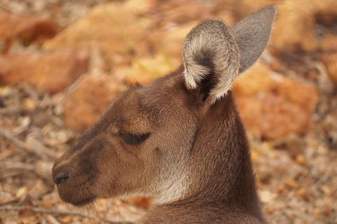 Australian Animals, Seascape And Sunset Photography Tour - Accommodation QLD 0