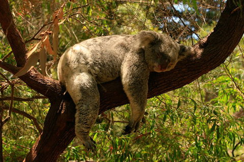 Australian Animals, Seascape And Sunset Photography Tour - Accommodation QLD 1