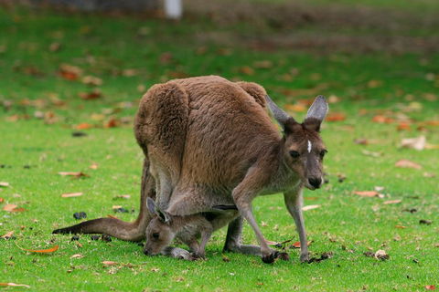 Australian Animals, Seascape And Sunset Photography Tour - Accommodation QLD 2