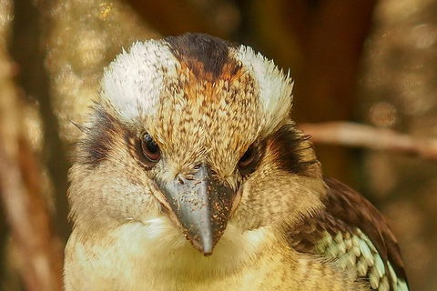 Australian Animals, Seascape And Sunset Photography Tour - Accommodation QLD 3