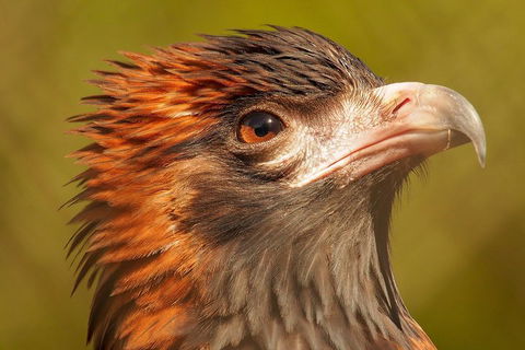 Australian Animals, Seascape And Sunset Photography Tour - Accommodation QLD 4