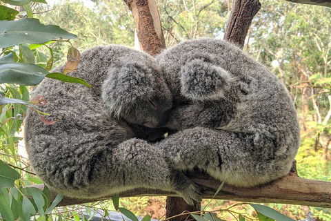Central Coast Explorer With 'Personalised Sydney Tours' - Accommodation QLD 5