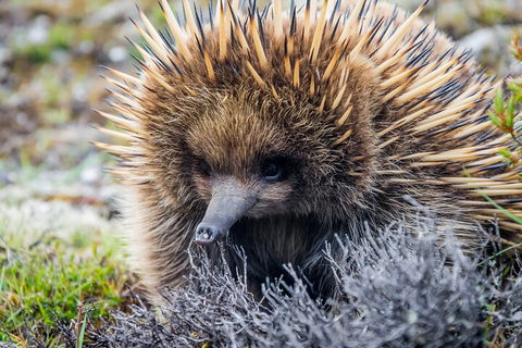 LGBT+ Friendly 3 Day Tour The Grampians, Daylesford & Ballarat - Accommodation QLD 0