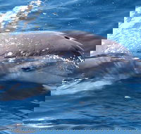 Jervis Bay Dolphin Watch Cruise - Accommodation QLD