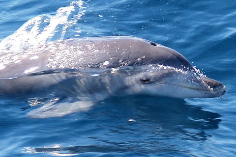 Jervis Bay Dolphin Watch Cruise - Accommodation QLD 0
