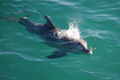 Jervis Bay Dolphin Watch Cruise - Accommodation QLD 1