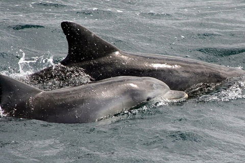 Jervis Bay Dolphin Watch Cruise - Accommodation QLD 2