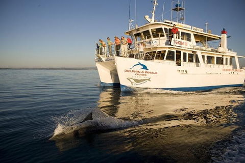 Jervis Bay Dolphin Watch Cruise - Accommodation QLD 3