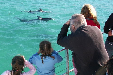 Jervis Bay Dolphin Watch Cruise - Accommodation QLD 4