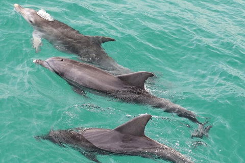 Jervis Bay Dolphin Watch Cruise - Accommodation QLD 5