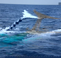 Whale Watching Jervis Bay - Accommodation QLD