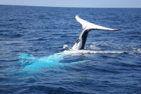 Whale Watching Jervis Bay - Accommodation QLD 0