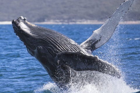 Whale Watching Jervis Bay - Accommodation QLD 2
