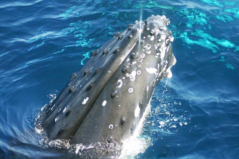 Whale Watching Jervis Bay - Accommodation QLD 3