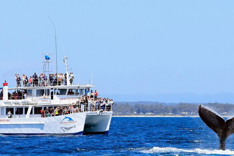 Whale Watching Jervis Bay - Accommodation QLD 4
