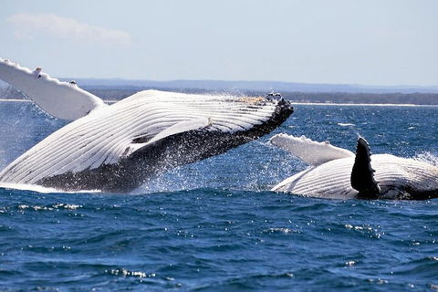 Whale Watching Jervis Bay - Accommodation QLD 5