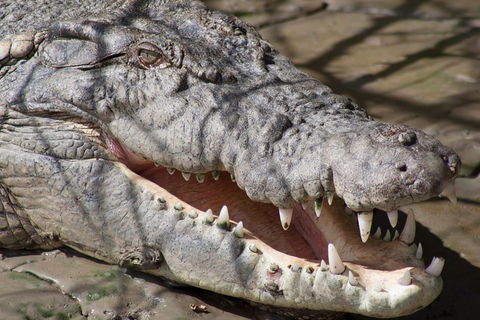 Whitsunday Crocodile Safari Including Lunch - Accommodation QLD 1
