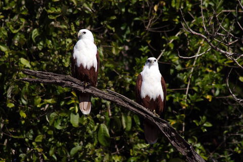 Whitsunday Crocodile Safari Including Lunch - Accommodation QLD 2
