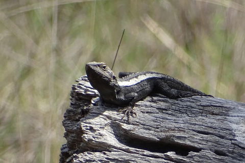 Inside The Greater Blue Mountains World Heritage - A Private Wildlife Safari Overnight - Accommodation QLD 2