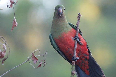 Inside The Greater Blue Mountains World Heritage - A Wildlife Safari Overnight - Accommodation QLD 0