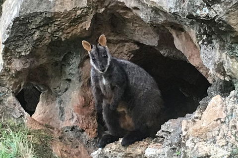Inside The Greater Blue Mountains World Heritage - A Wildlife Safari Overnight - Accommodation QLD 1