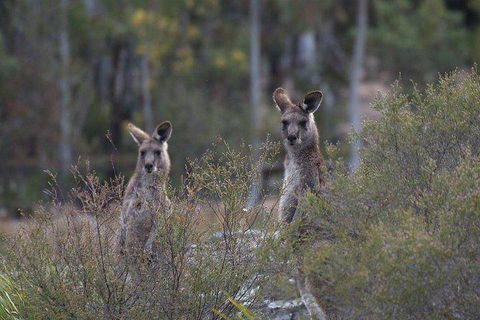 Inside The Greater Blue Mountains World Heritage - A Wildlife Safari Overnight - Accommodation QLD 2