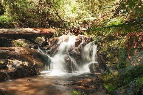 Discover Tour: Dandenong Ranges & William Ricketts Sanctuary - Accommodation QLD 1